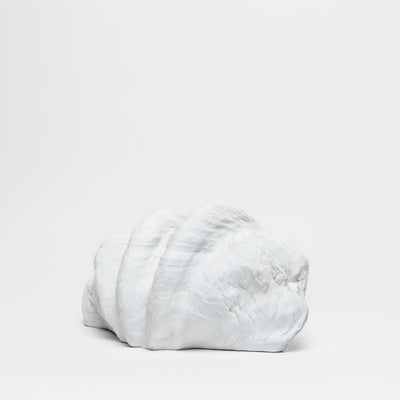 Plaster Clam Shell